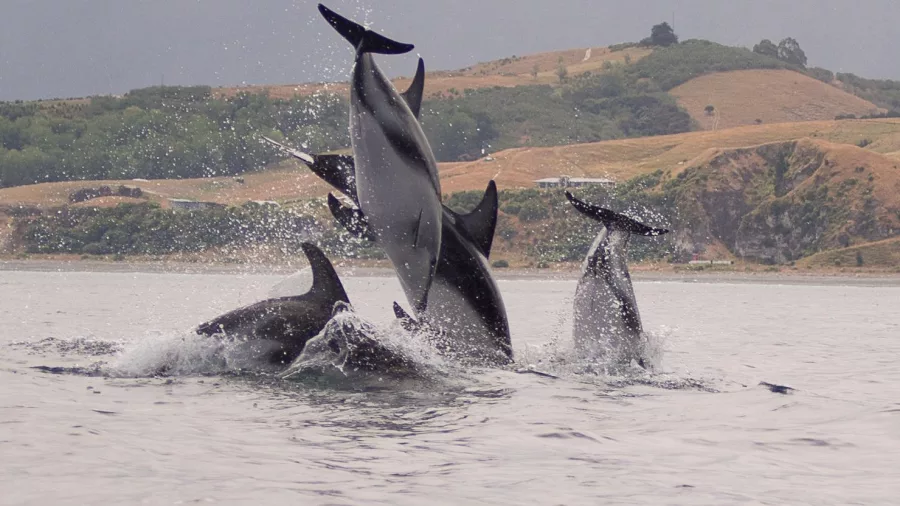 Group of Dusky Dolphins leaping out of the ocean near Kaikōura, New Zealand