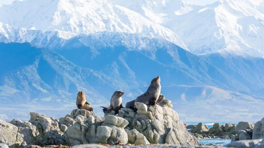 Fur seals basking on rocks with the snow-covered Kaikōura Ranges in the background.