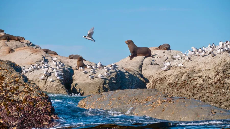 New Zealand fur seals and seabirds gathered on a rocky outcrop in Kaikōura.