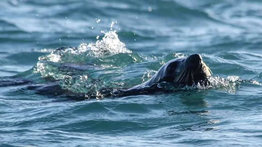 New Zealand Fur Seal gliding through the water with its head above the surface in Kaikōura