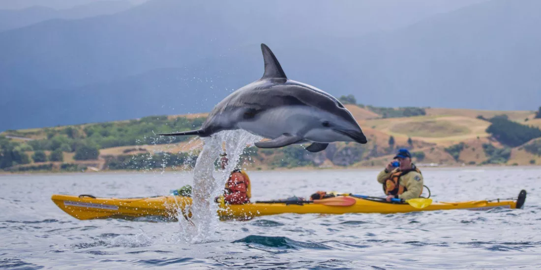 A dolphin leaps from the water in front of two kayakers in Kaikōura.
