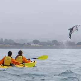 A dusky dolphin leaping high next to a yellow kayak in Kaikōura.