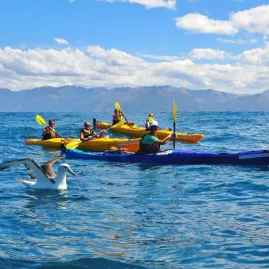 Group of kayakers near an albatross floating on the sea in Kaikōura.