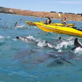 Kayakers paddling through a pod of dusky dolphins in Kaikōura.