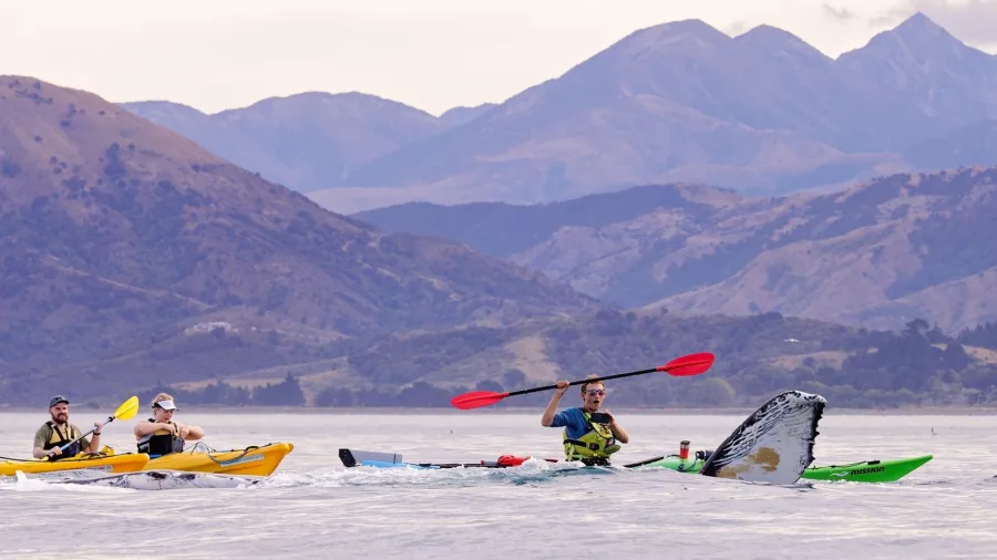 A group of kayakers paddling near a whale’s fluke in Kaikōura.