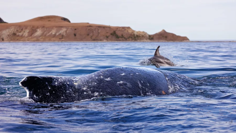 Sperm whale and dusky dolphin swimming near the surface off the coast of Kaikōura.