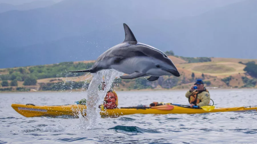 A dolphin leaps from the water in front of two kayakers in Kaikōura.
