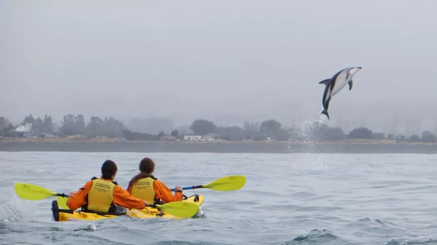 A dusky dolphin leaping high next to a yellow kayak in Kaikōura.