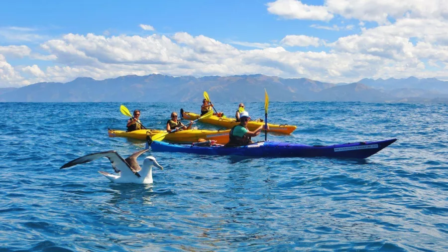 Group of kayakers near an albatross floating on the sea in Kaikōura.