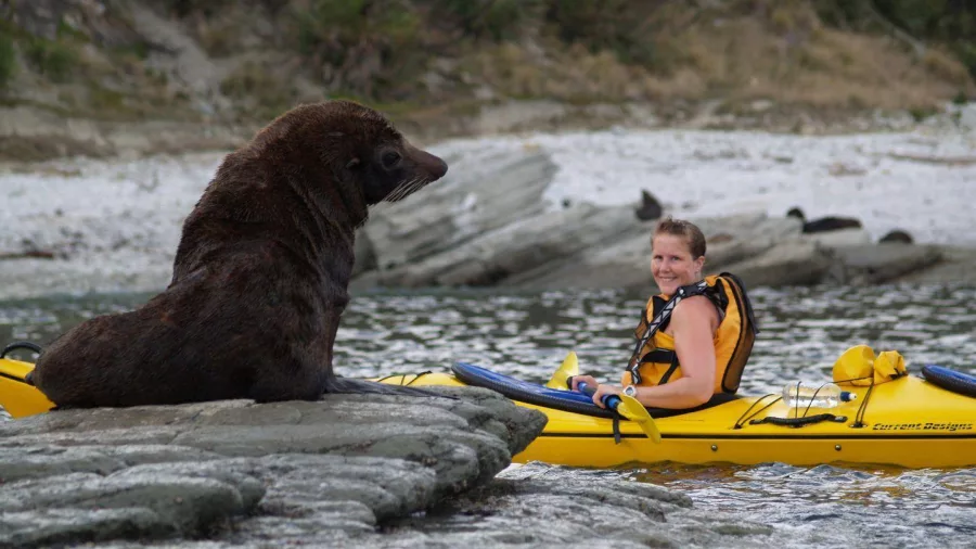 A kayaker smiling at a large fur seal resting on a rock in Kaikōura.