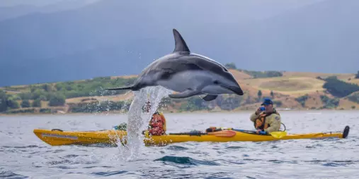 A dolphin leaps from the water in front of two kayakers in Kaikōura.