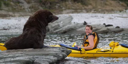 A kayaker smiling at a large fur seal resting on a rock in Kaikōura.