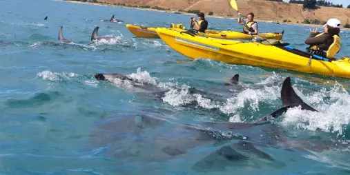 Kayakers paddling through a pod of dusky dolphins in Kaikōura.
