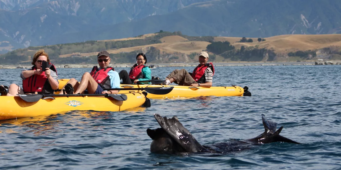 Family kayaking with a seal floating nearby off the Kaikōura coast