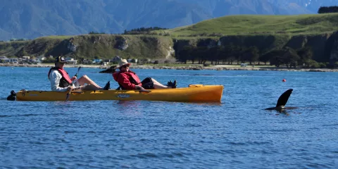 Couple in a Hobie kayak watching a New Zealand fur seal raise its flipper with the Kaikōura Seaward Ranges in the background