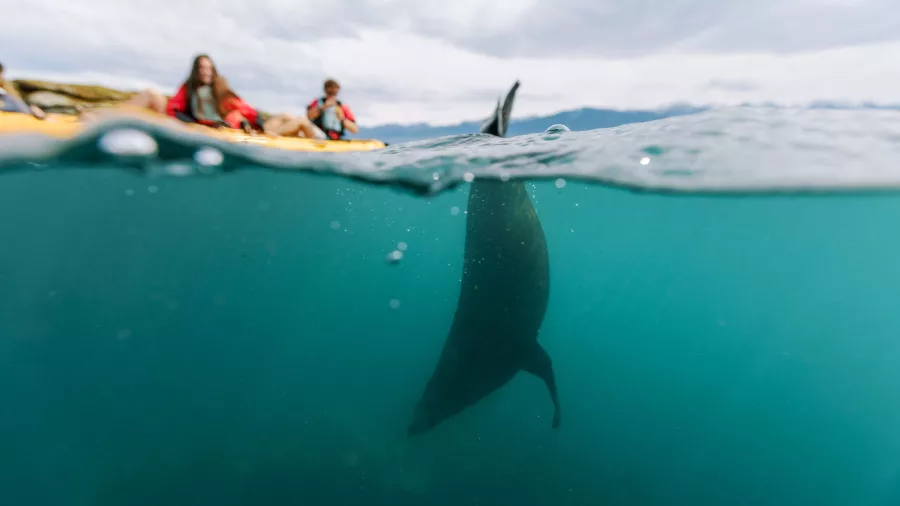 New Zealand fur seal diving beneath the surface with kayakers watching above