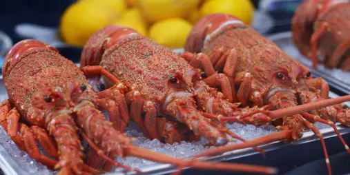Cooked crayfish on ice at Karaka Lobster café near Kaikōura