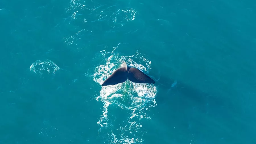 Sperm whale tail disappearing beneath the surface off Kaikōura’s coastline