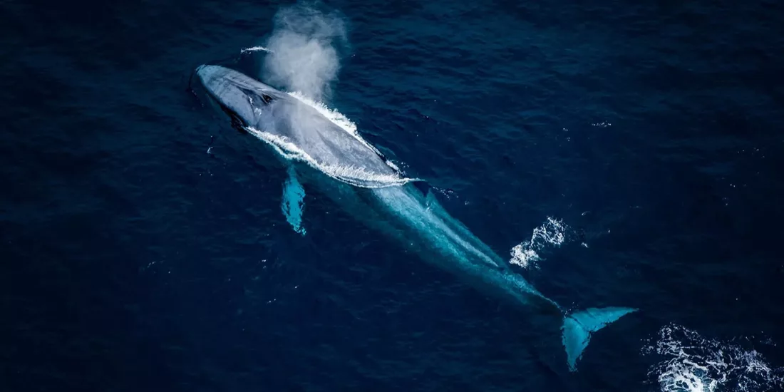 Blue whale spouting near Kaikōura during helicopter wildlife safari