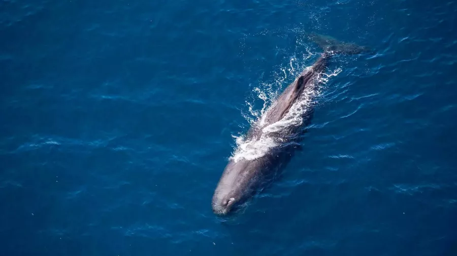 Sperm whale near ocean surface captured during South Pacific Helicopters Ocean Safari