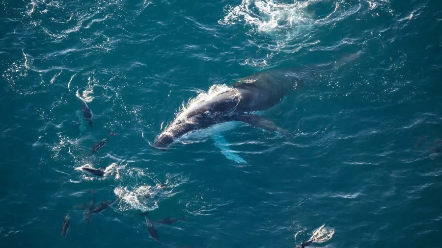 Humpback whale surrounded by dusky dolphins seen from a Kaikōura helicopter tour