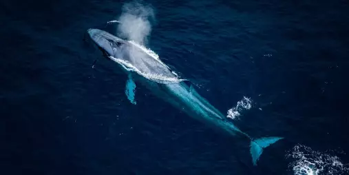 Blue whale spouting near Kaikōura during helicopter wildlife safari