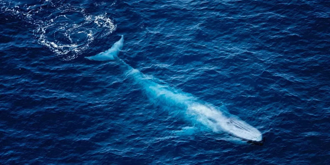 Blue whale sighted off Kaikōura coast during South Pacific Helicopters Premier Flight
