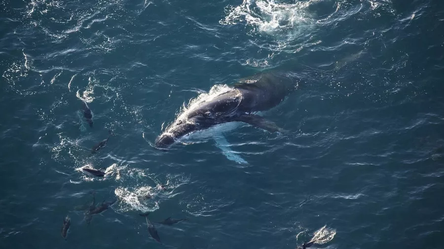 Humpback whale surrounded by dusky dolphins seen from Kaikōura Premier Flight