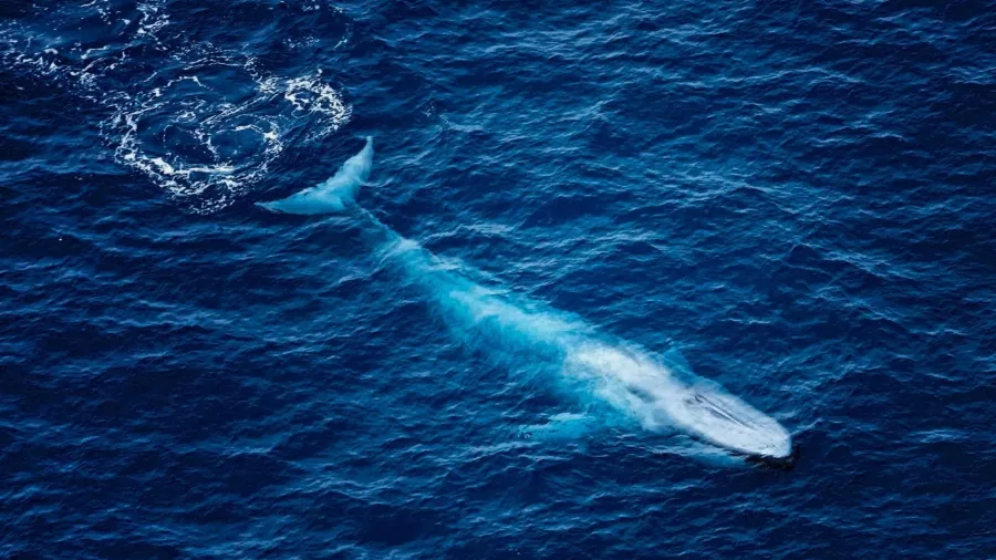 Blue whale sighted off Kaikōura coast during South Pacific Helicopters Premier Flight