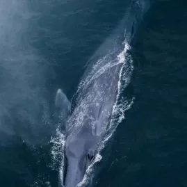 Aerial view of a blue whale surfacing during the Kaikōura Whale Watch Ultimate Adventure Flight