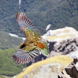 A Kea parrot in mid-flight with wings outstretched over rocky terrain in the Southern Alps of New Zealand