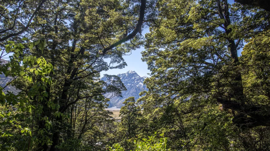 Native beech forest framing mountain views on Governors Bush Walk