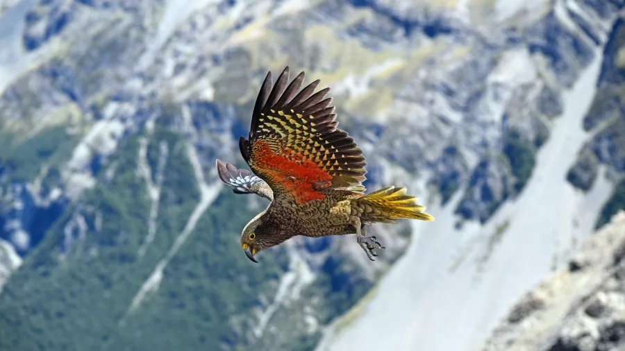 Kea flying above the Southern Alps with vibrant green and orange feathers fully spread.