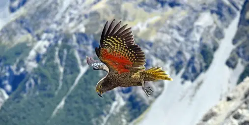 Kea flying above the Southern Alps with vibrant green and orange feathers fully spread.