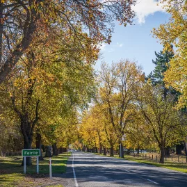 Tree-lined road into Fairlie in autumn