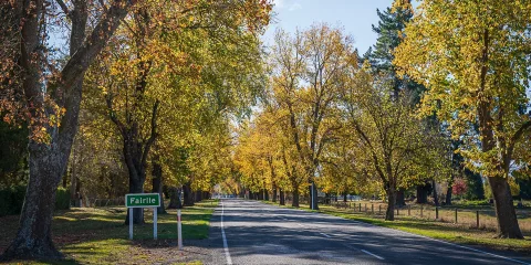 Tree-lined road into Fairlie in autumn