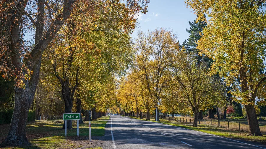 Tree-lined road into Fairlie in autumn
