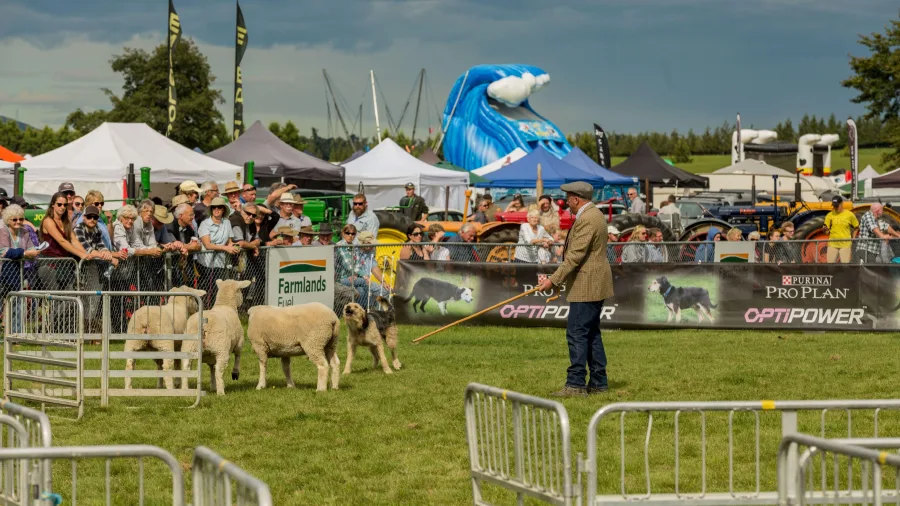 Sheep dog trial demonstration at the Mackenzie Highland Show
