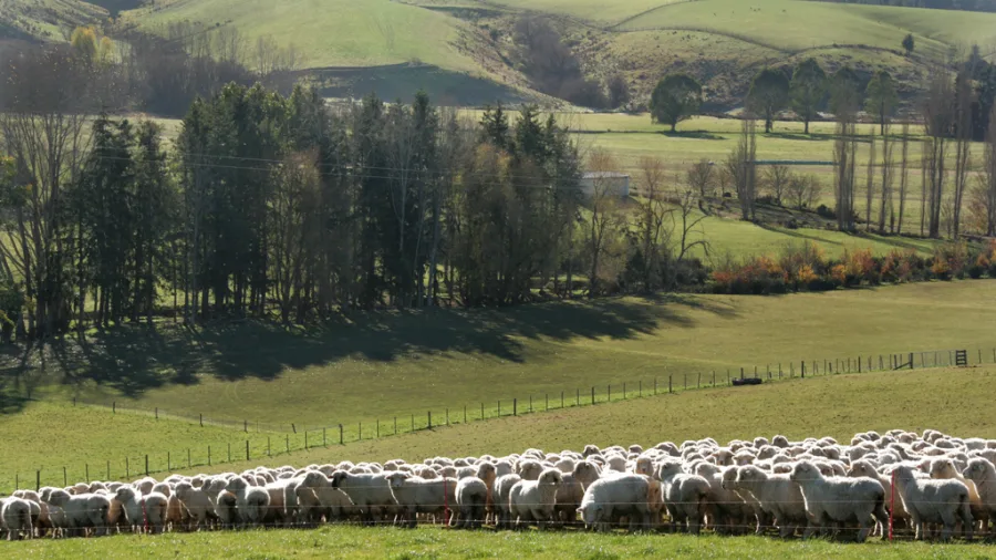 Flock of sheep grazing in Canterbury farmland