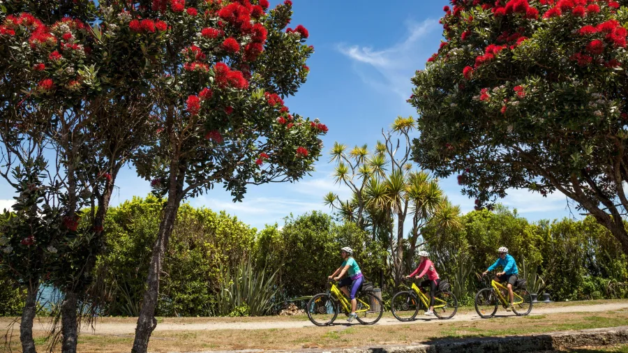 Group of cyclists riding between flowering pōhutukawa trees on a sunny day