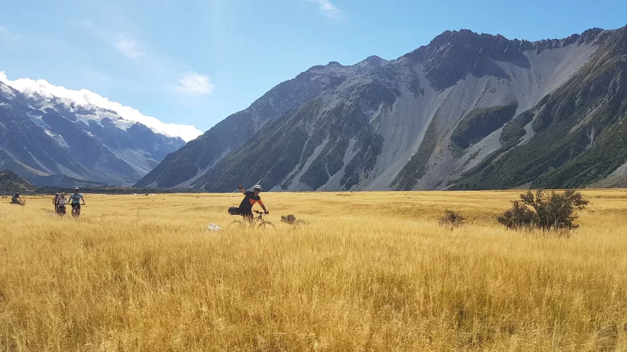 Cyclists biking through golden grasslands in the Tasman Valley on the Alps 2 Ocean Trail