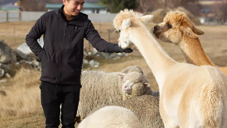 Man feeding friendly alpacas and sheep on a high country farm tour near Tekapo