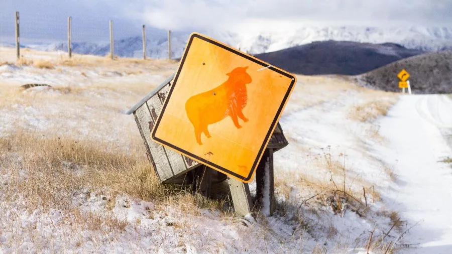Weathered sheep crossing sign on a snowy roadside in Tekapo high country station