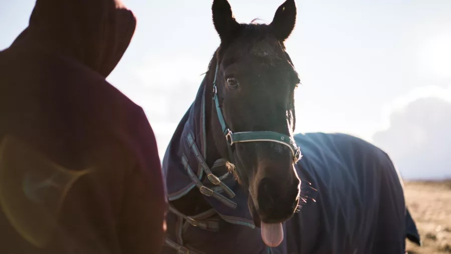 Horse wearing a blue winter rug with a playful expression on a high country farm in Tekapo