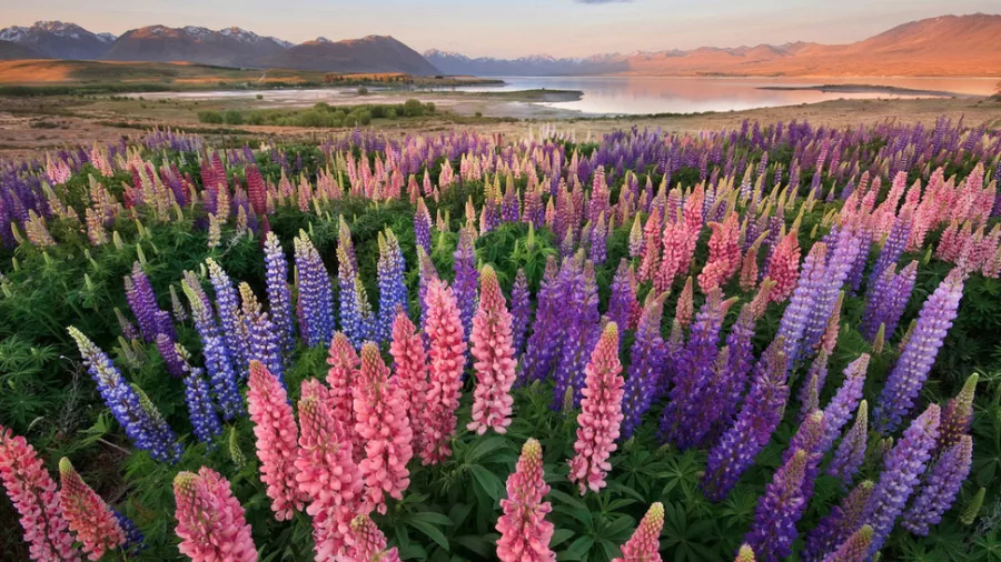 Colourful Russell lupins blooming across the Tekapo landscape with mountains and lake in the distance
