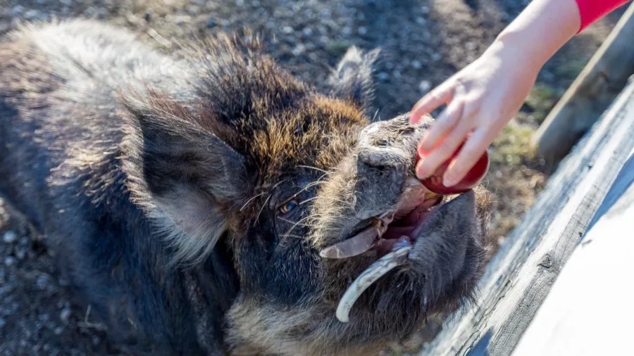 Child’s hand feeding a Kunekune pig on a Tekapo high country station tour