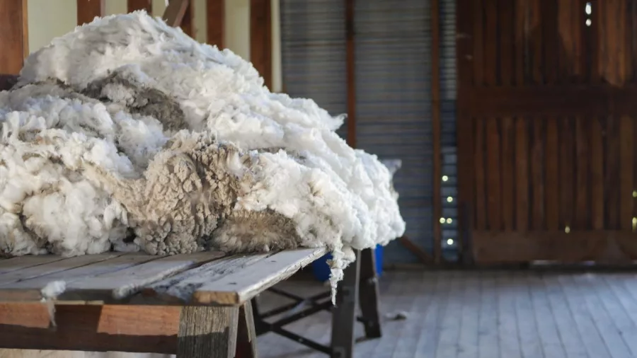 Freshly shorn Merino wool on a wooden table inside a traditional New Zealand woolshed