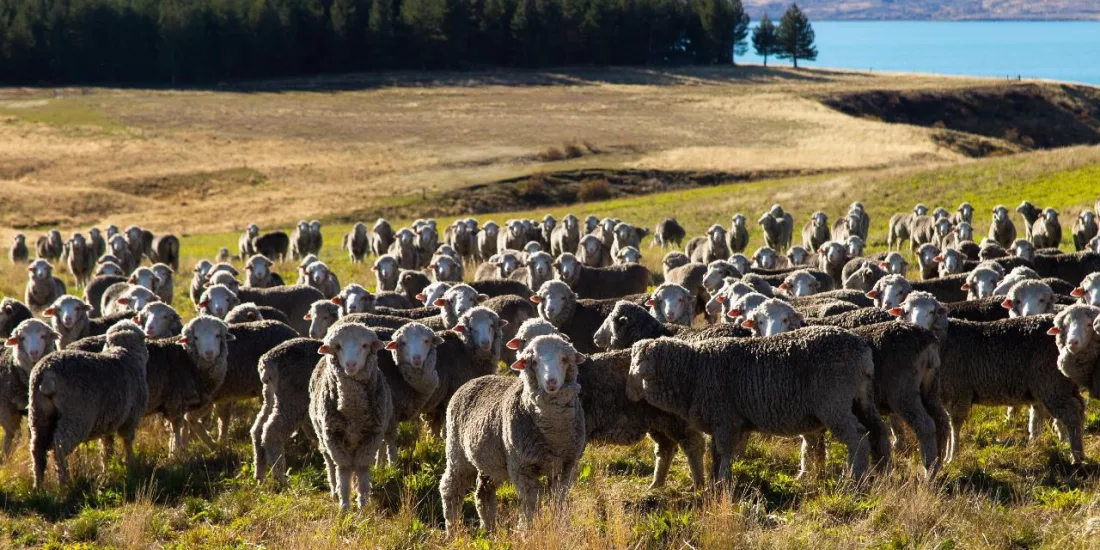 Large flock of Merino sheep on rolling hills above Lake Tekapo during the Mount Hay Farm Experience