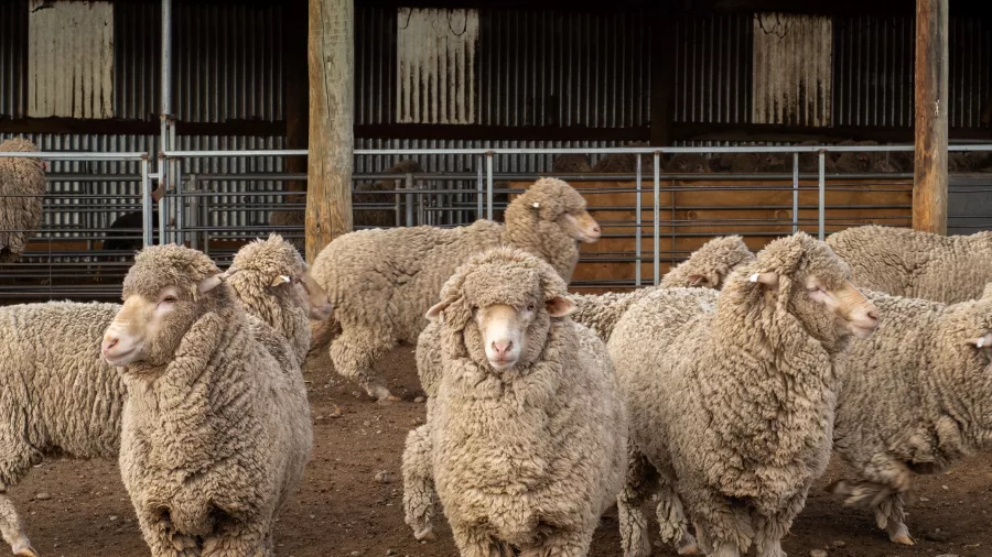 Group of Merino sheep standing near the woolshed at Mount Hay Farm during a guided tour