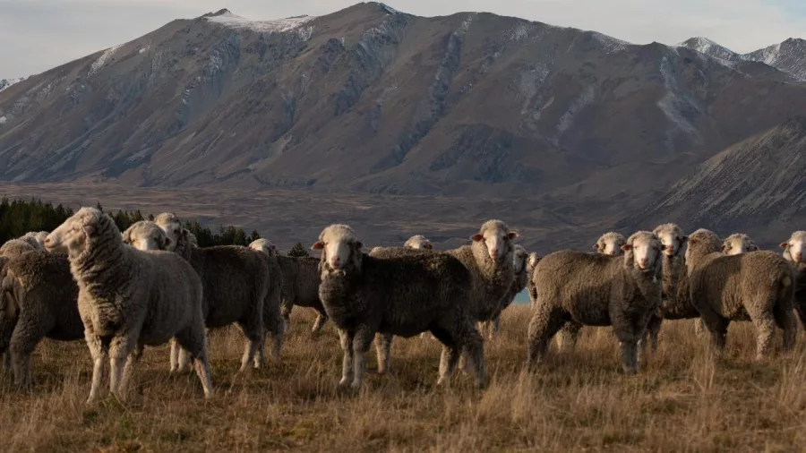 Flock of Merino sheep grazing with rugged mountains behind them near Mount Hay Farm at sunset